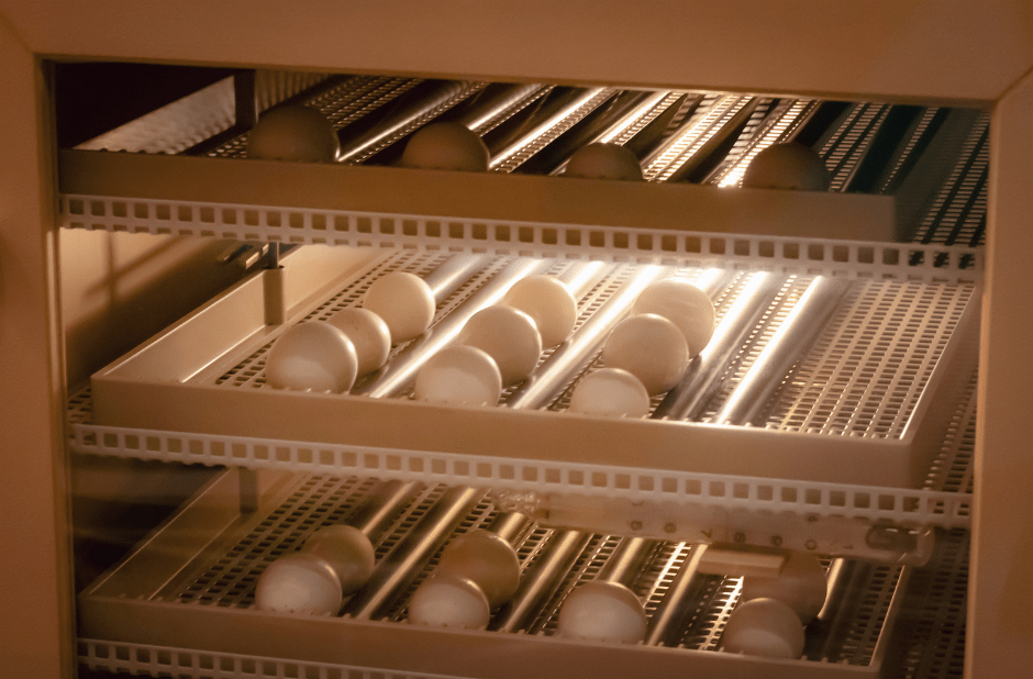These incubators are used for the breeding of insects and the hatching of eggs process in a zoology laboratory.